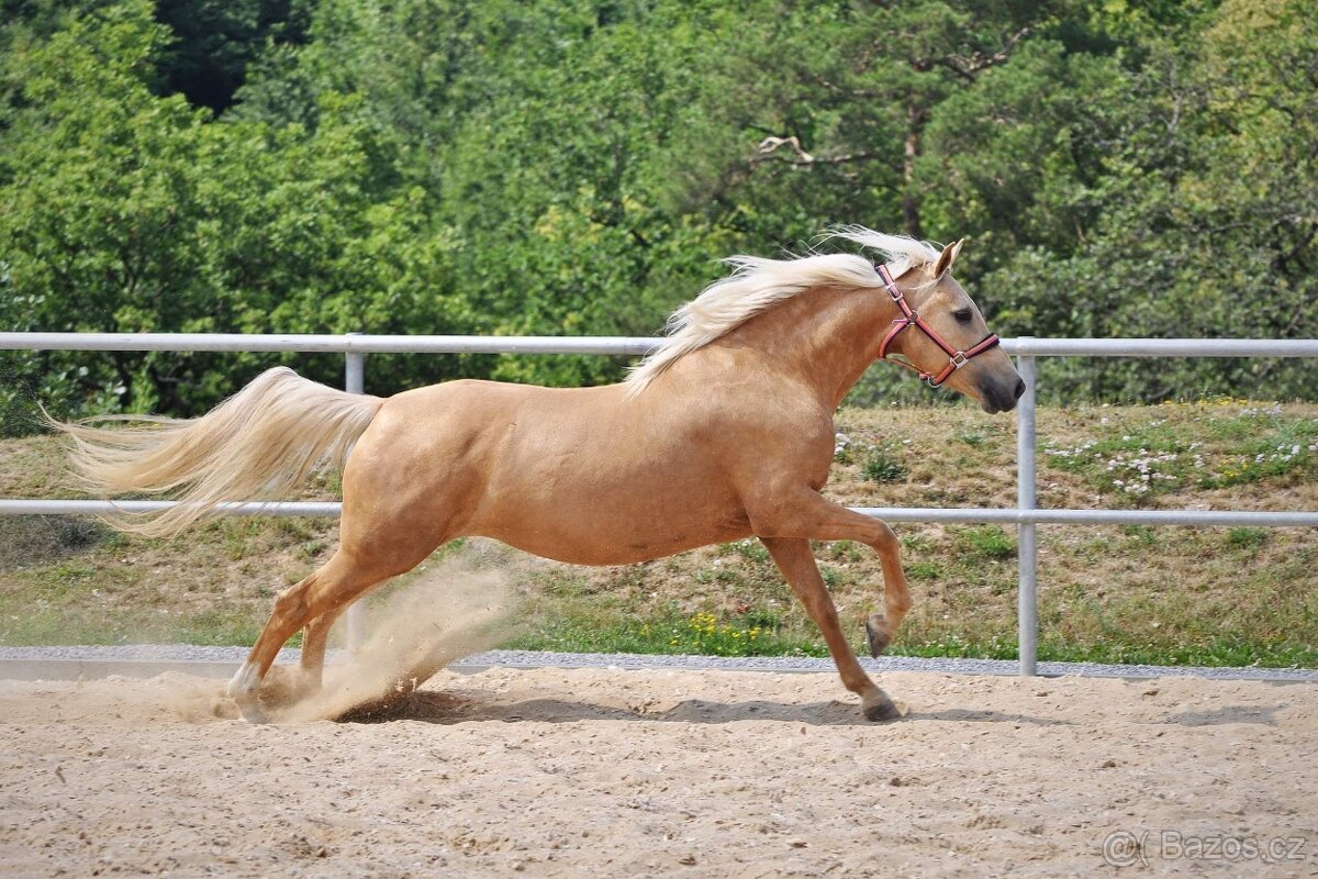 Prodej klisny Welsh part bred - 3