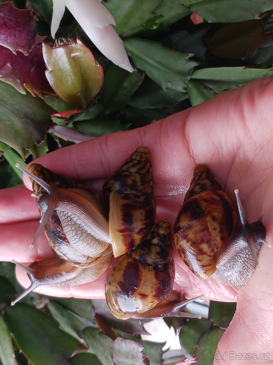 Afričtí šnečci - 3