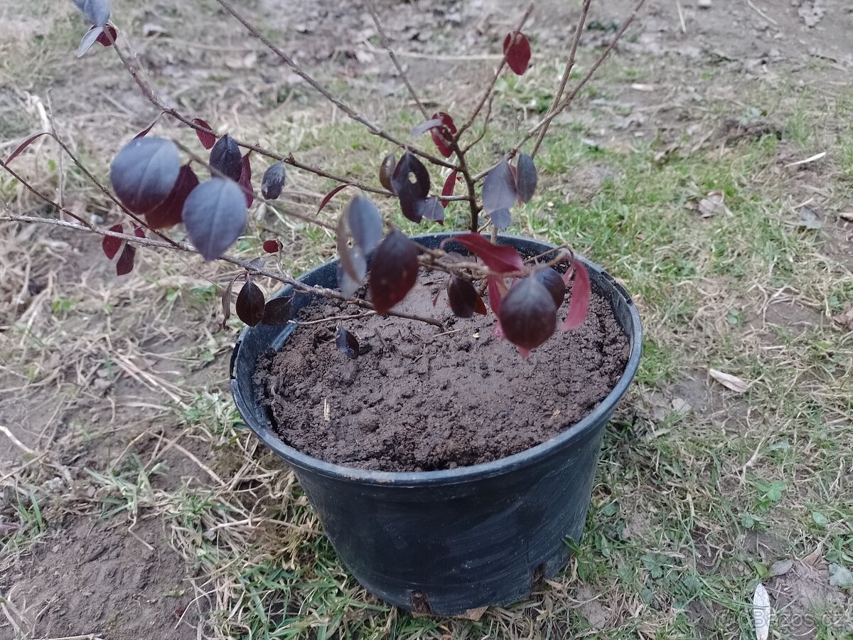 Ostružiník ojíněný neboli černá malina - 3