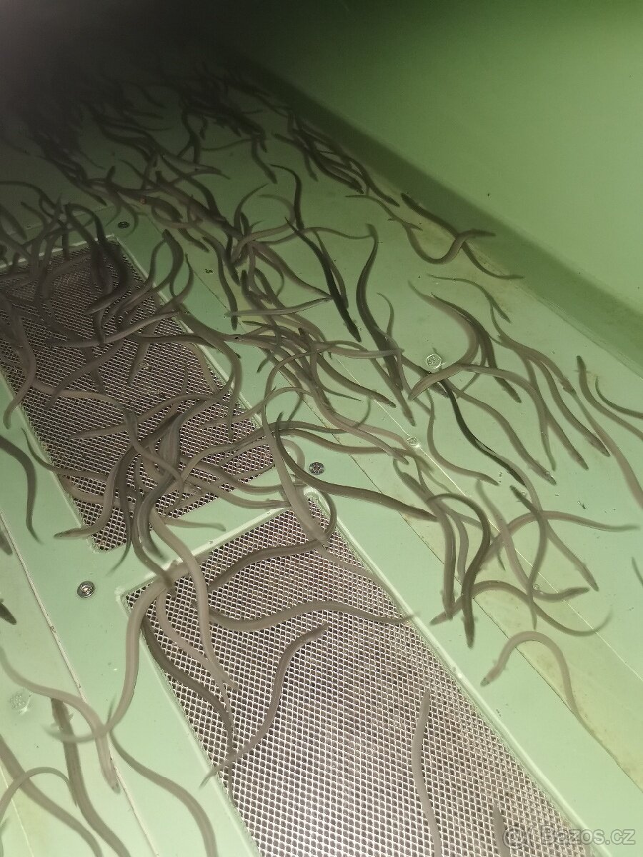 Úhoř říční násadový - 3