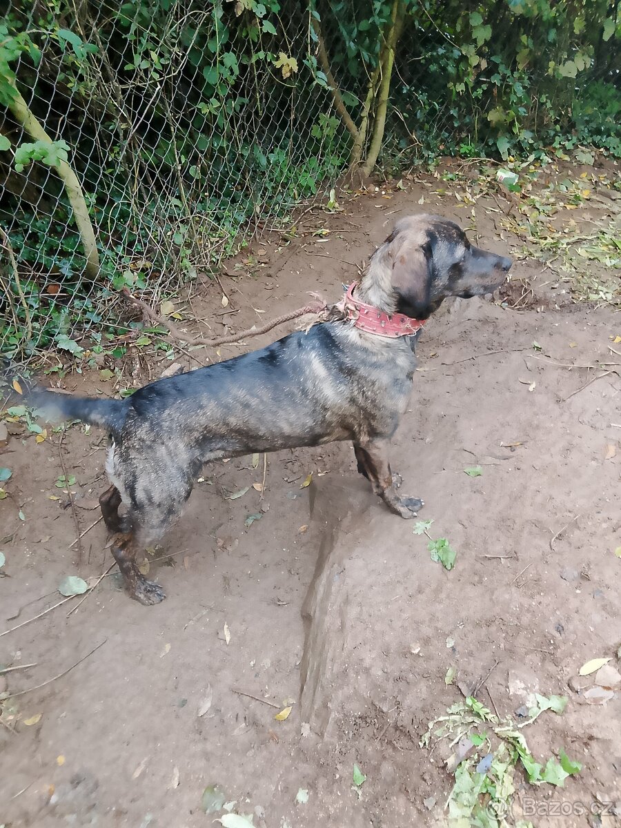 Kříženec Fenka - 3