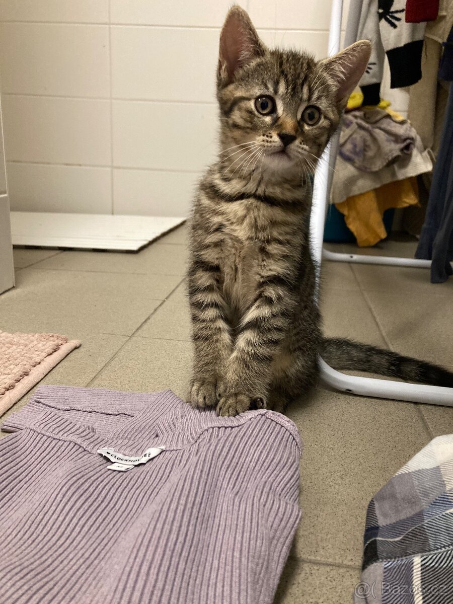 Prodám zvídavého kocourka - 3