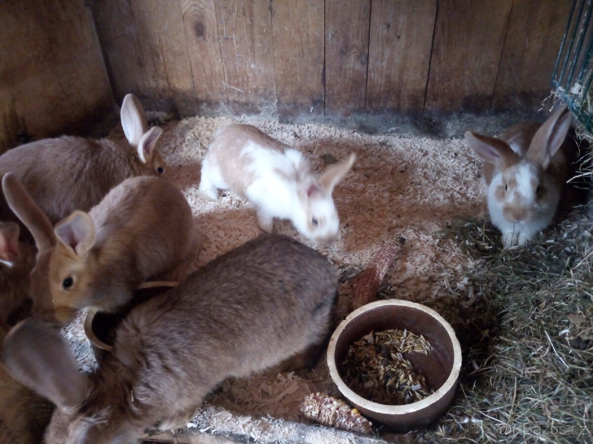 Prodám králíky - 3