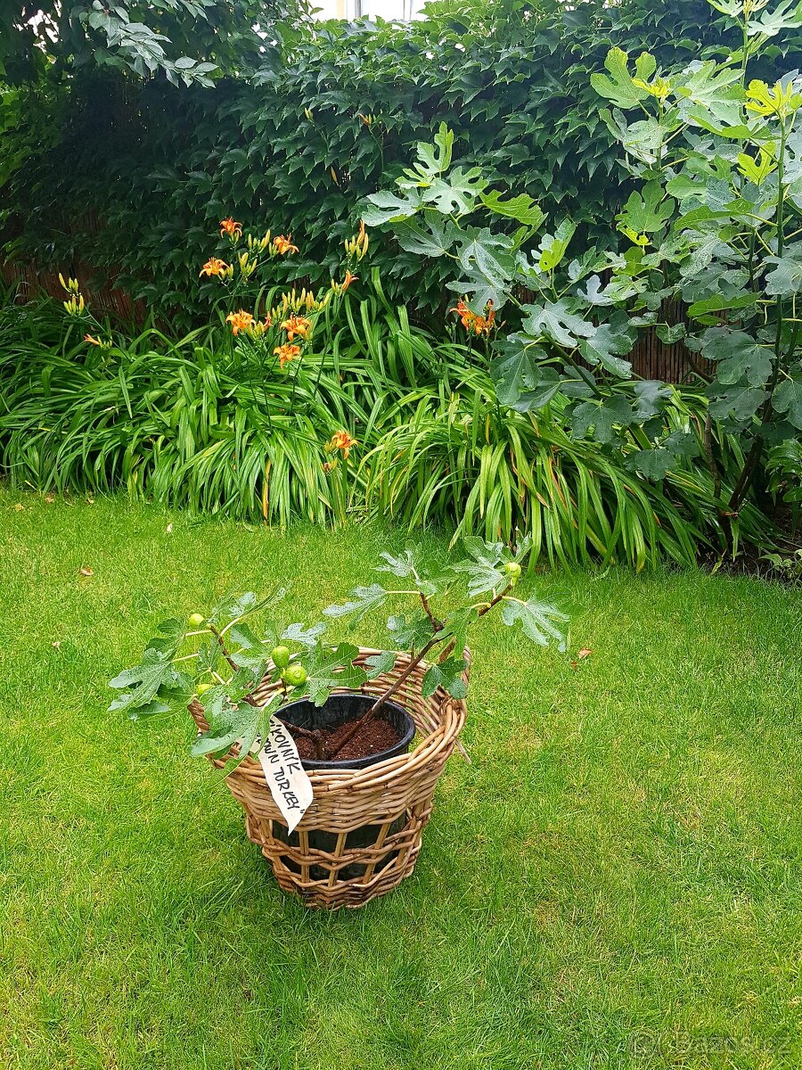 Fíkovník, Ficus Carica, Smokvoň, Brown Turkey, keře, stromky - 3