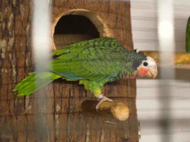 Amazoňan Kubánsky 0.1 - 3