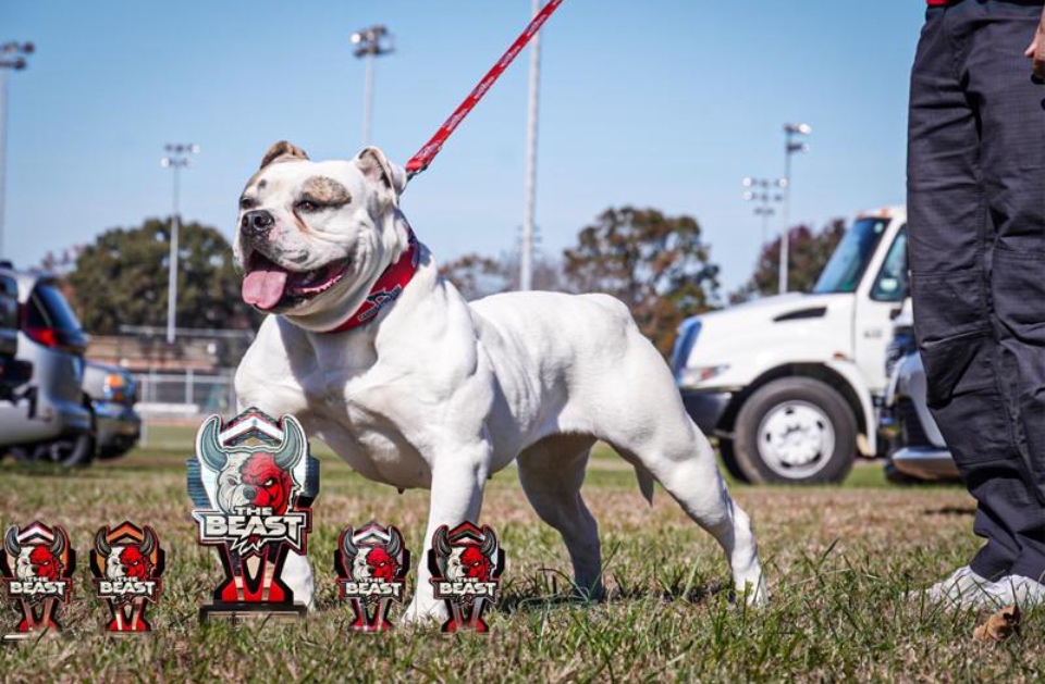 Americký buldok s pp - 3