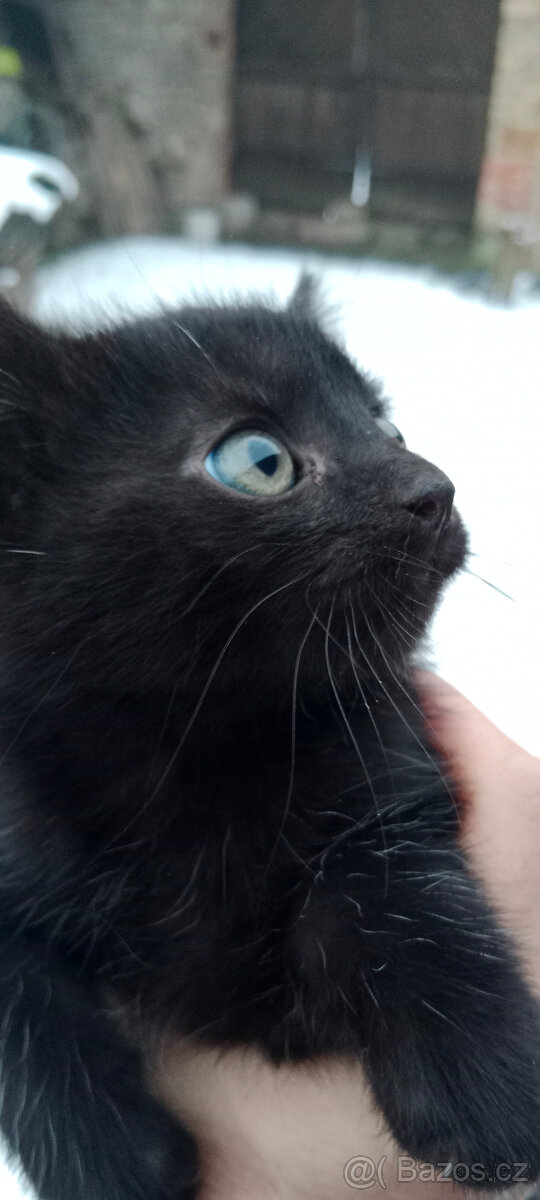 DARUJEME koťátko, kotě, kocourka, kočičku, koťátka - 3