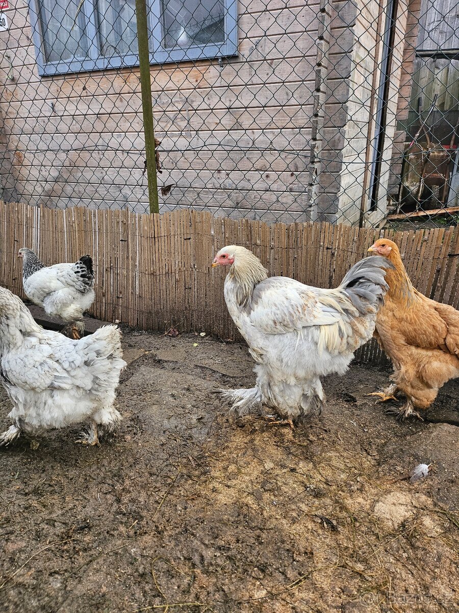 Kohout brahmanky - 3