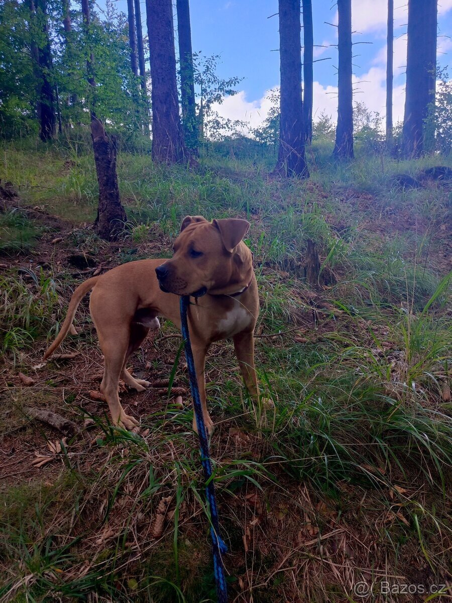 Americký stafordšírský teriér - 3