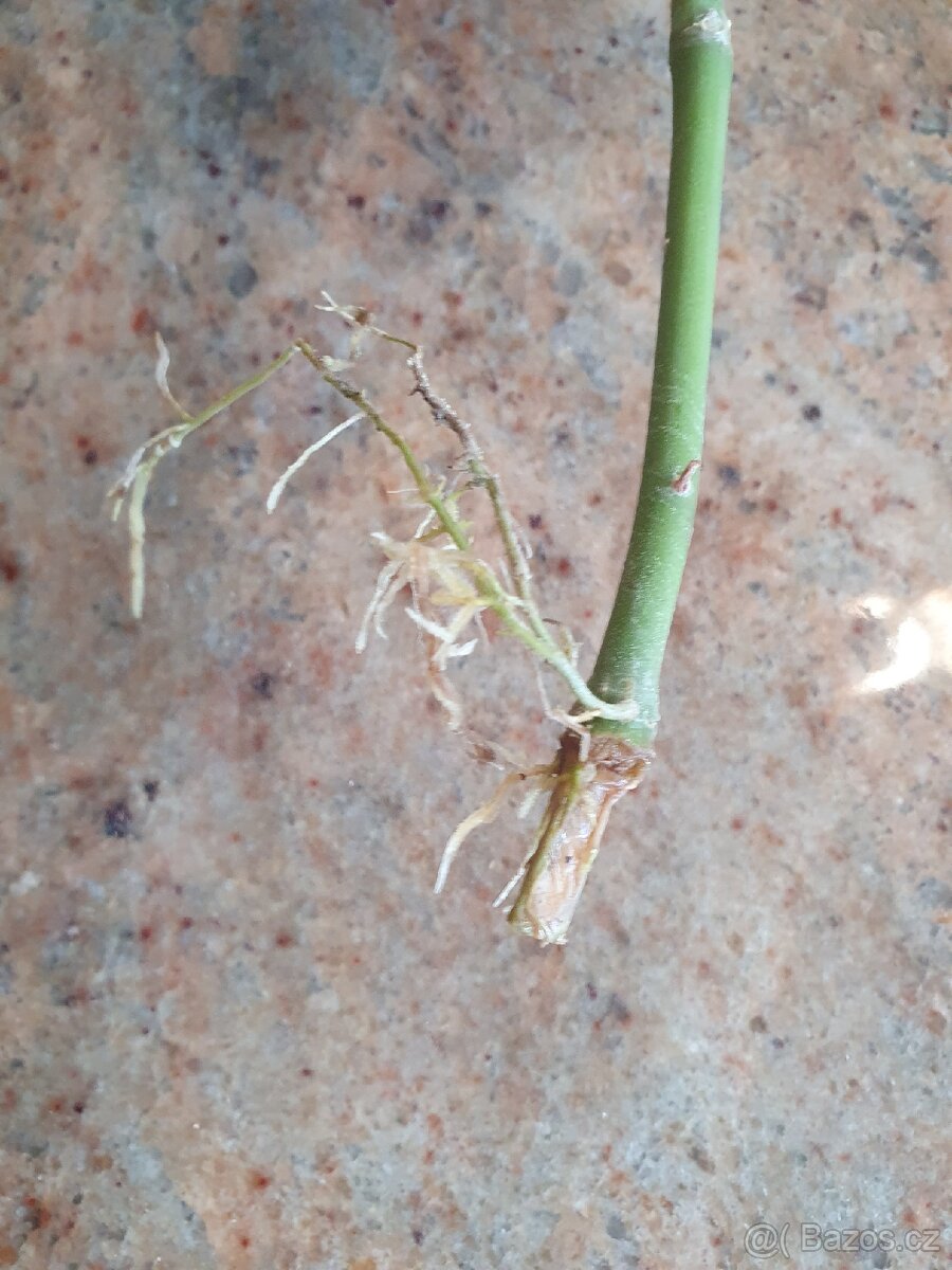 Hoya kerrii voskovka srdíčko - 3