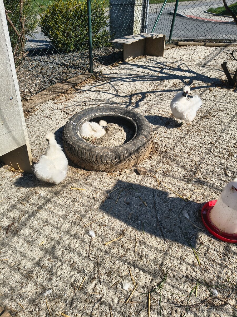Hedvábnička zdrobnělá pár - 3