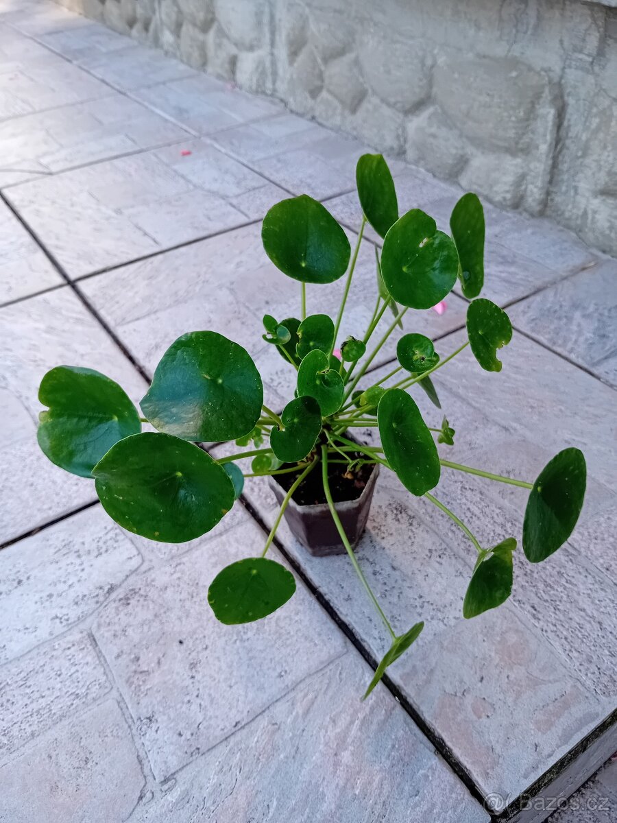 Pilea peperomioides - 3