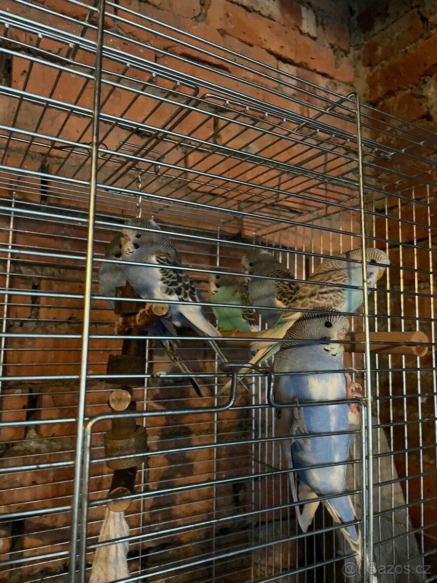 🦜Mladé andulky🦜 - 3