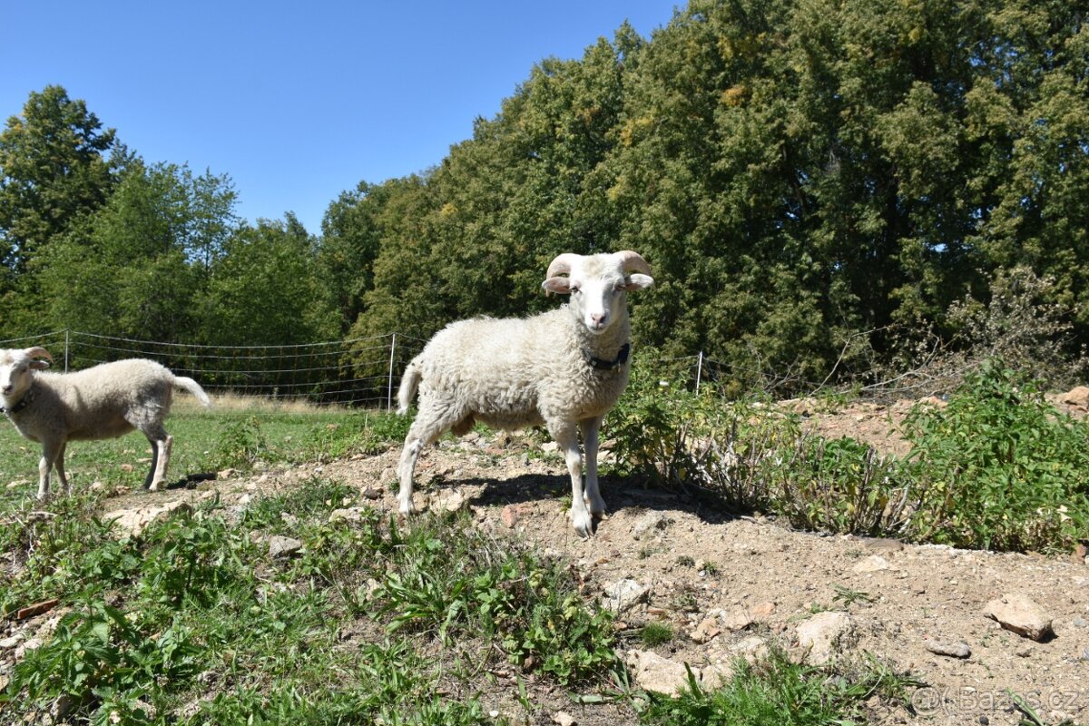 Ouessantský beránek - 3