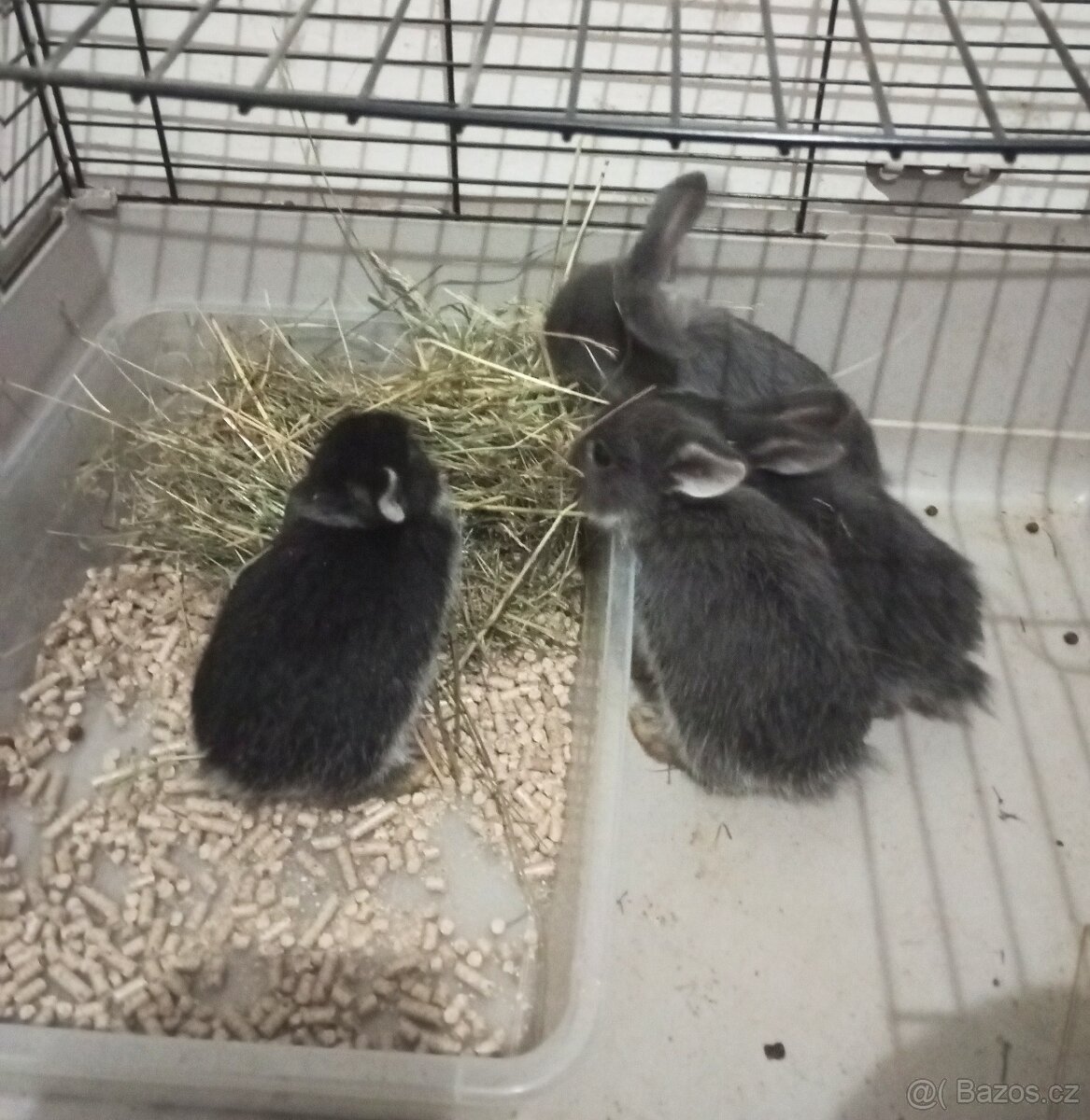 Zakrslý beránek králíček - 3