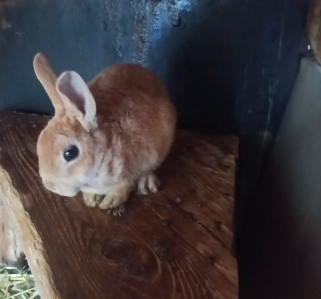 Zakrslý králík - 3