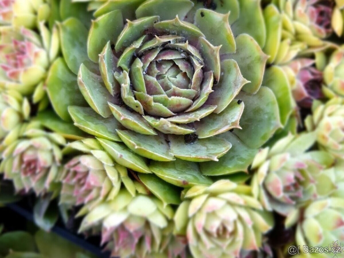 Netřesk do skalky - 3