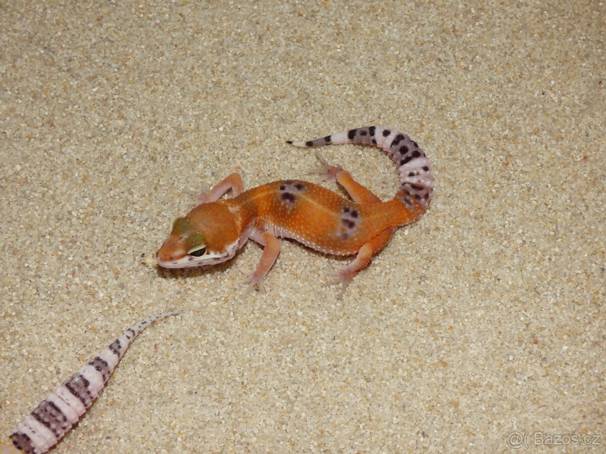 Gekončík noční (Eublepharis macularius) - 3