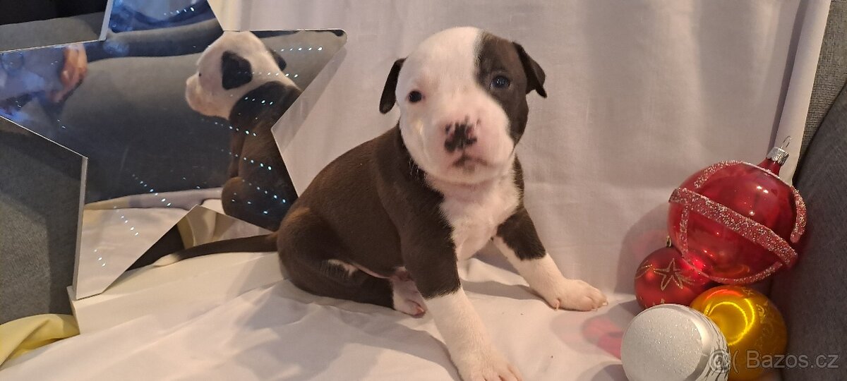 Americký stafordšírský teriér - 3