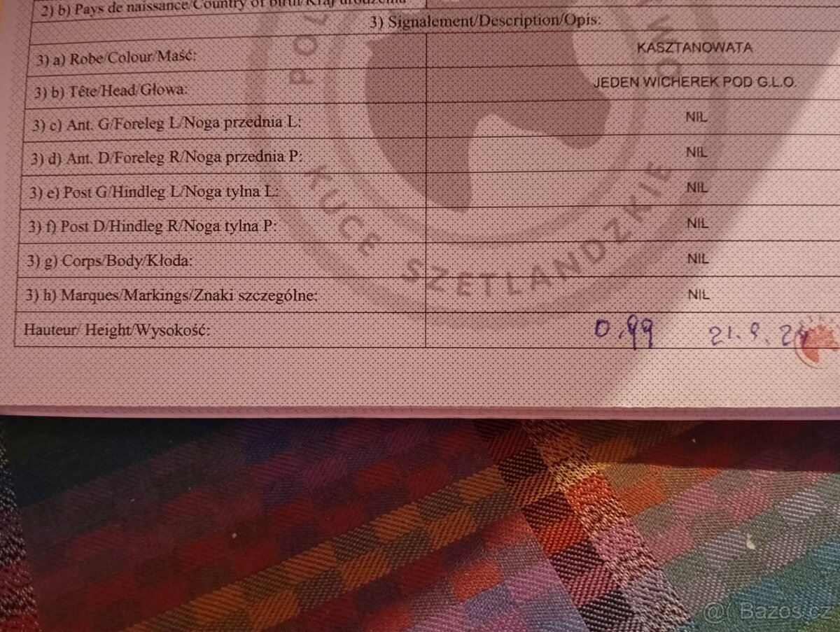 Shetland hřebec - 3