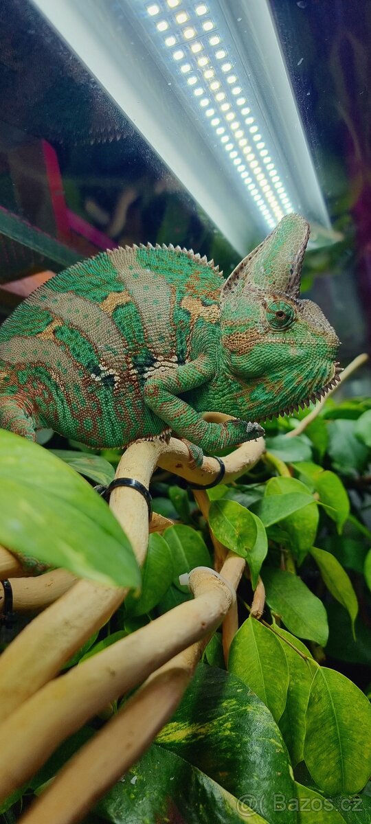 Chameleon jemensky - 3