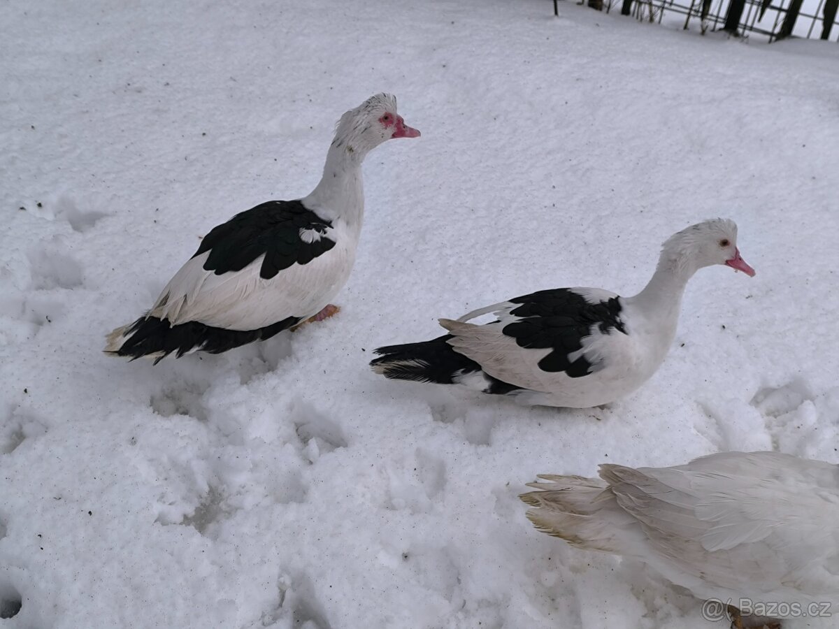 Prodám pižmove kachny - 3