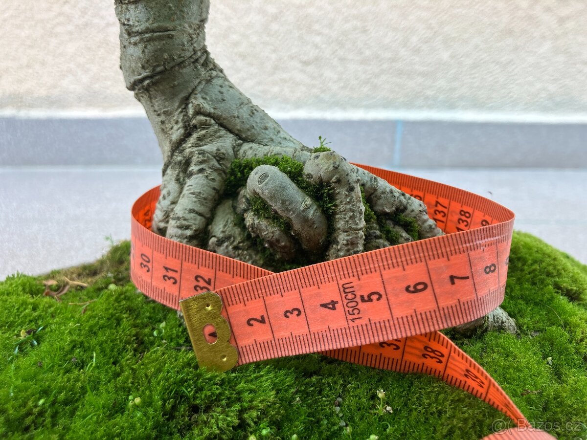 Bonsai, Bonsaj, jasan ztepilý - 3