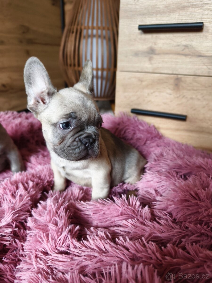 Francouzský buldoček štěňátka - 3