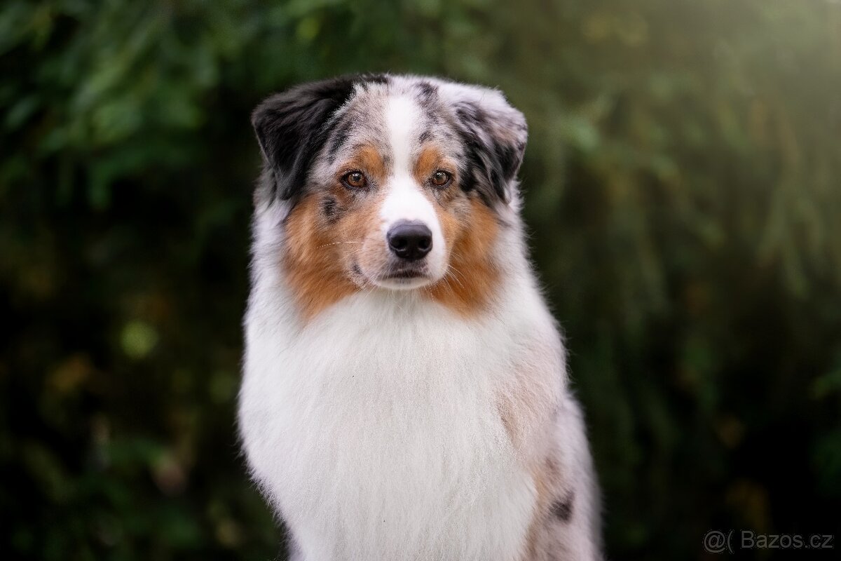 Australský ovčák s PP - štěňátka - 3