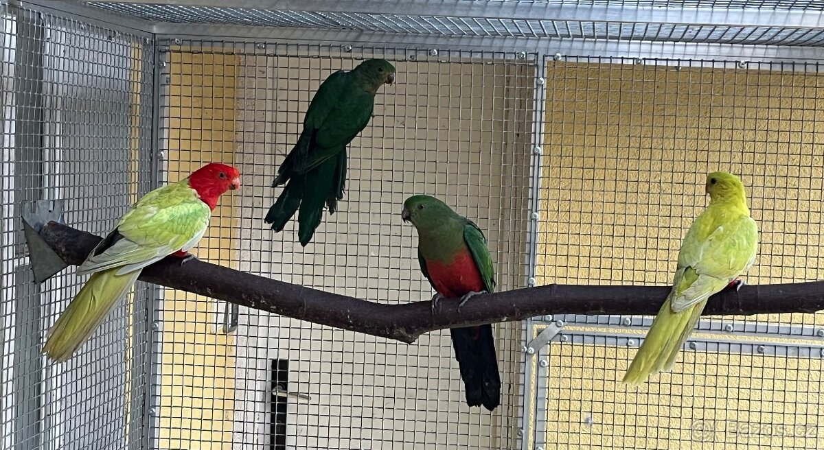 Papoušek královský žlutý - 3