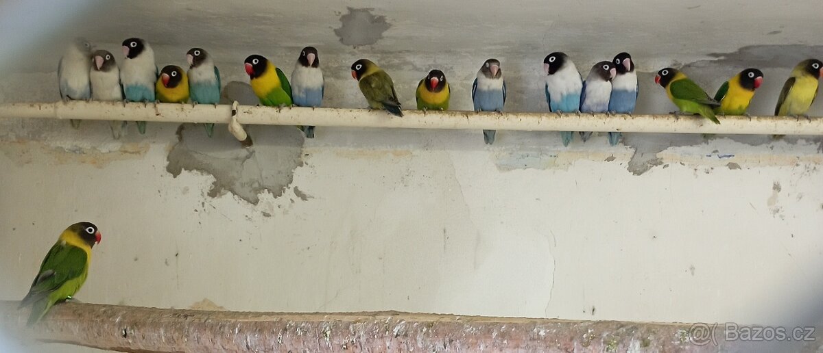 Agapornis škraboškový - 3