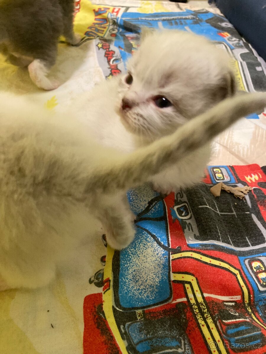 Sibiřská kočka-koťata - 3