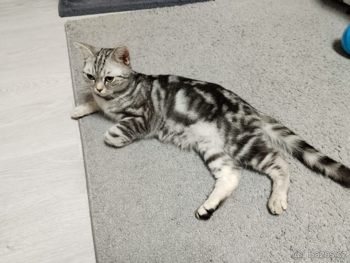 Nabizim britskeho whiskas kocourka bez PP - 3