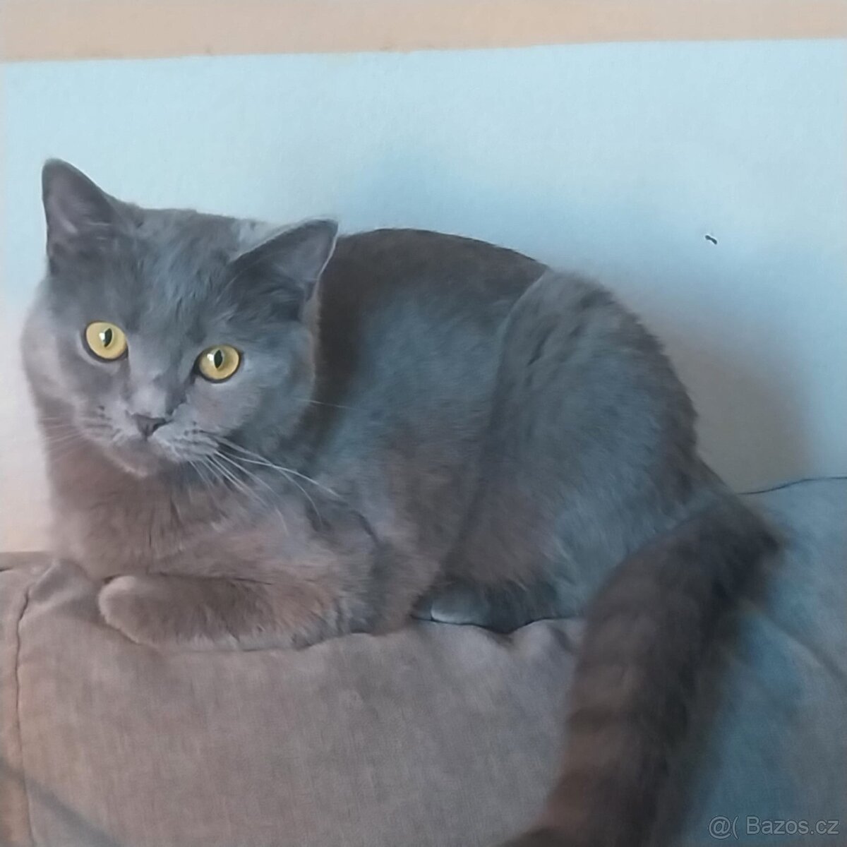 Darují kočičku - 3