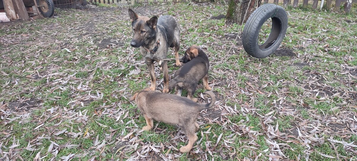 Štěně německého ovčáka - 3