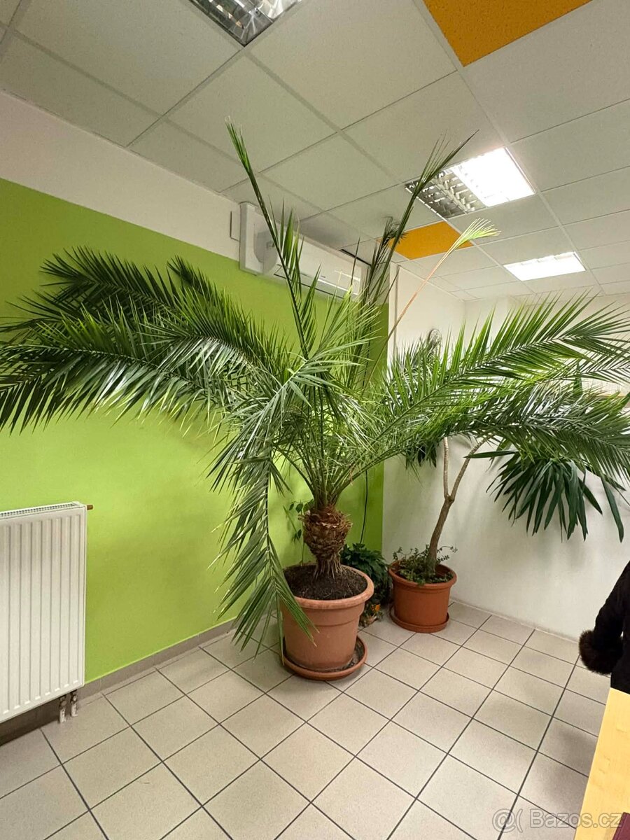 Datlovník senegalský 3,5m - 3