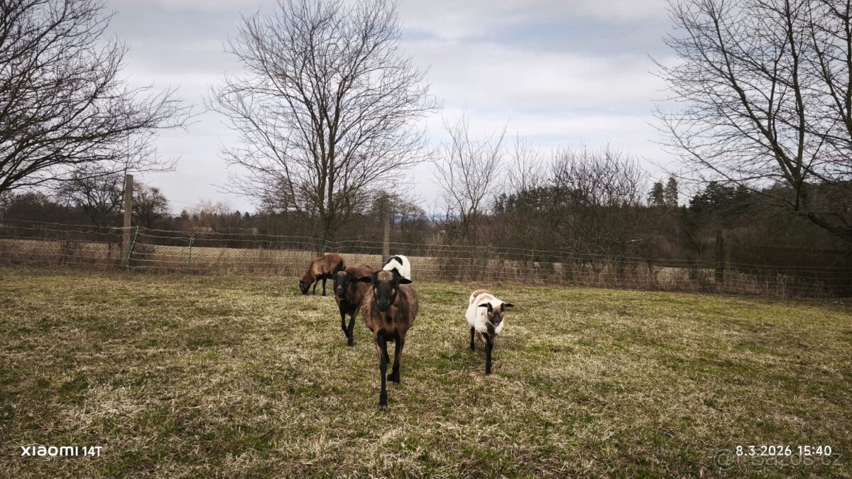 Prodám ovce kamerunské - 3