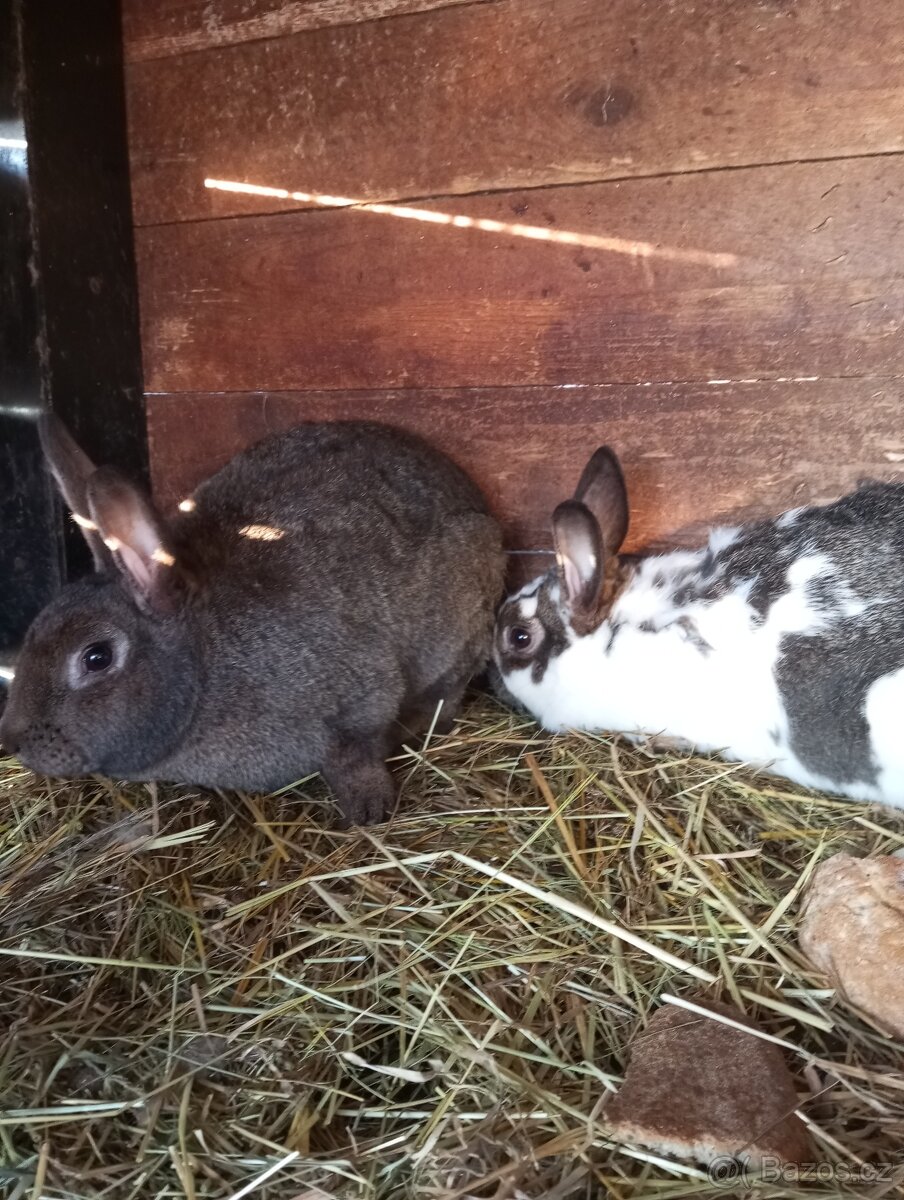 Samičky k připuštění - 3