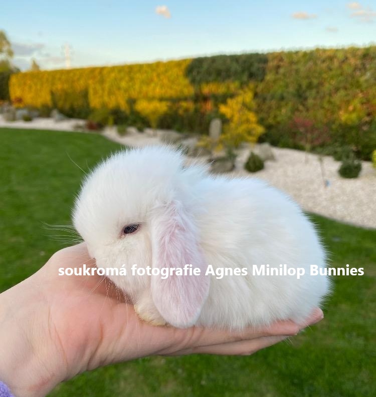 Minilop zakrslý králík doprava po celé ČR - 3