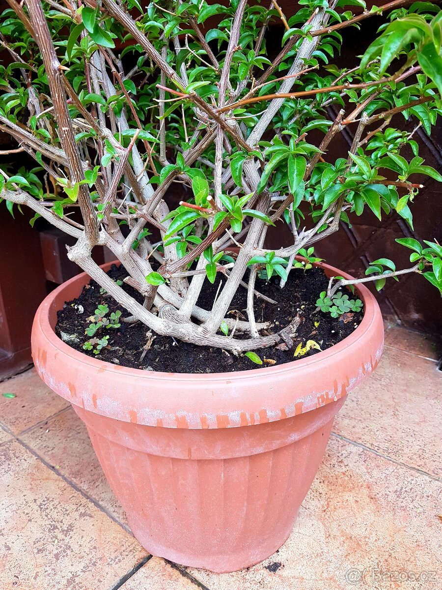 Bougainvillea, Bouga, středomořské rostliny, keře - 3