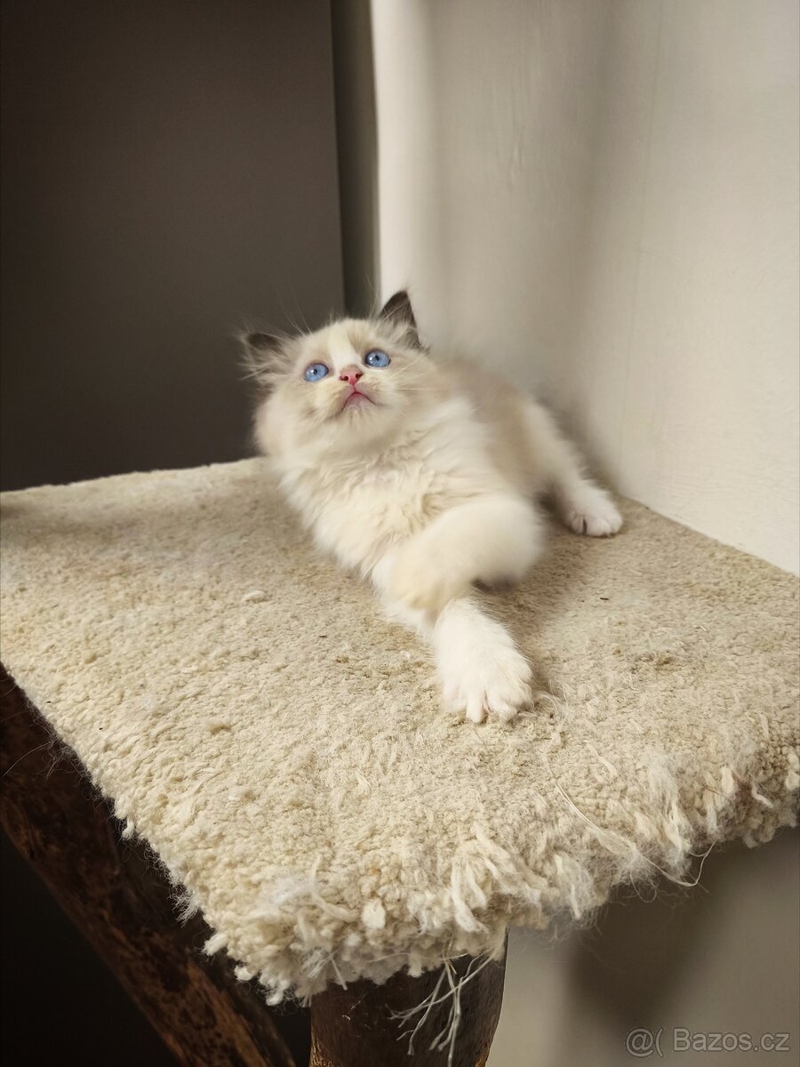 Ragdoll s průkazem původu - 3
