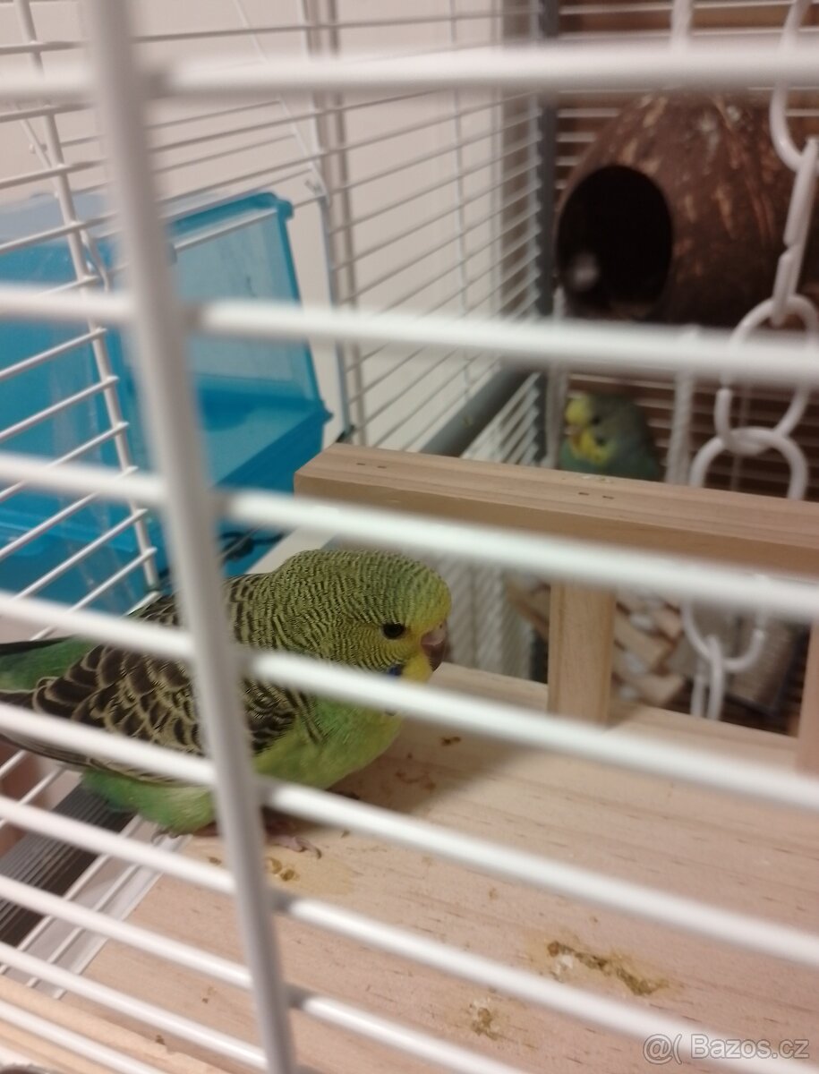 Andulka vlnkovaná pár - 3