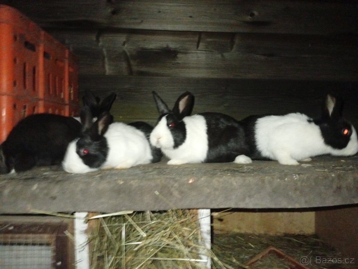 Holandský králík - 3