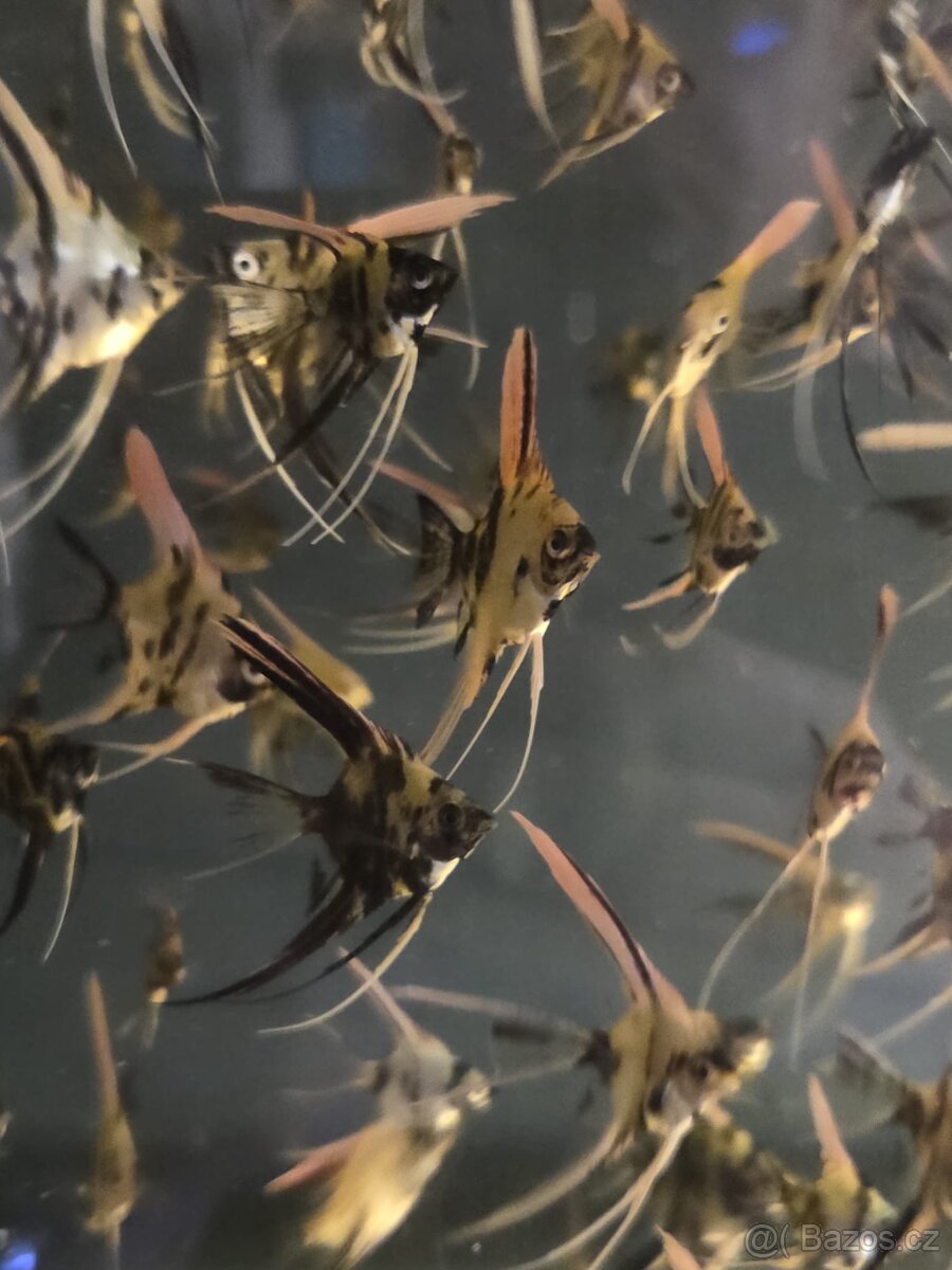 Skalár - platinum marble long fin - 3