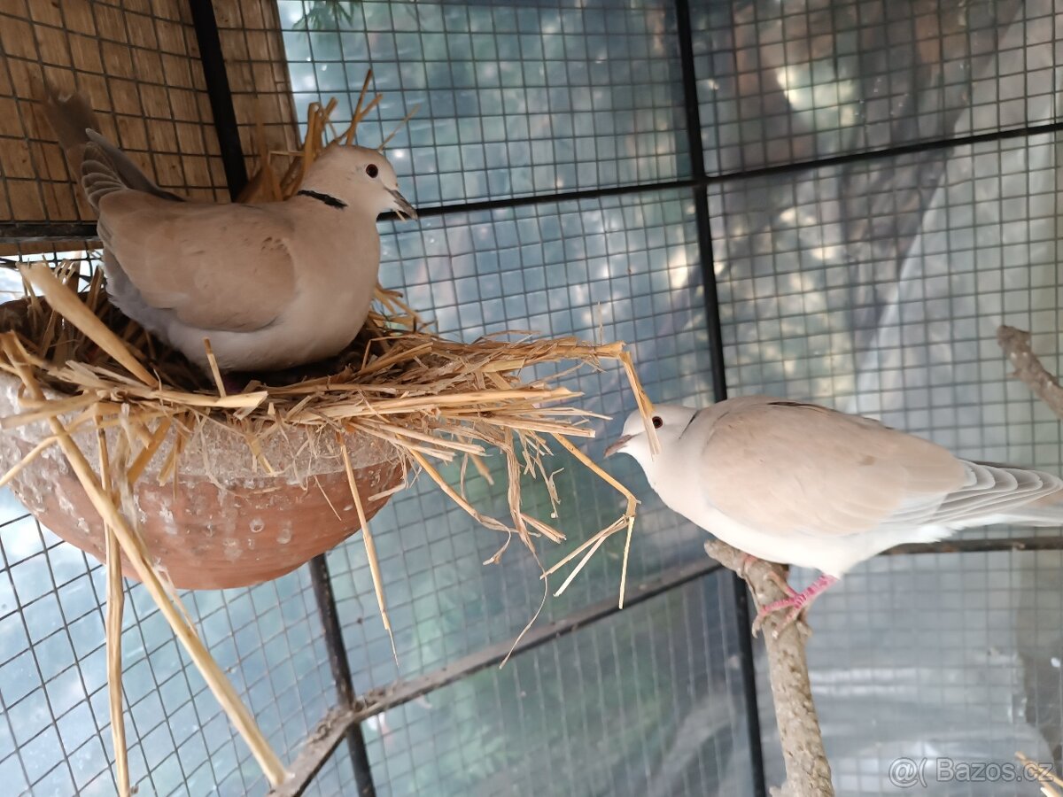 Hrdlička chechtavá - 3