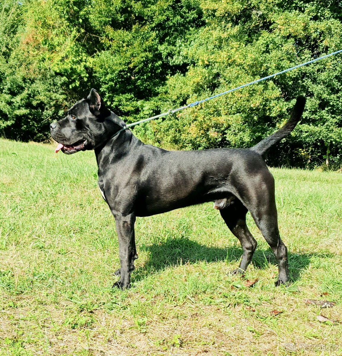 Cane Corso s PP - krytie - 3