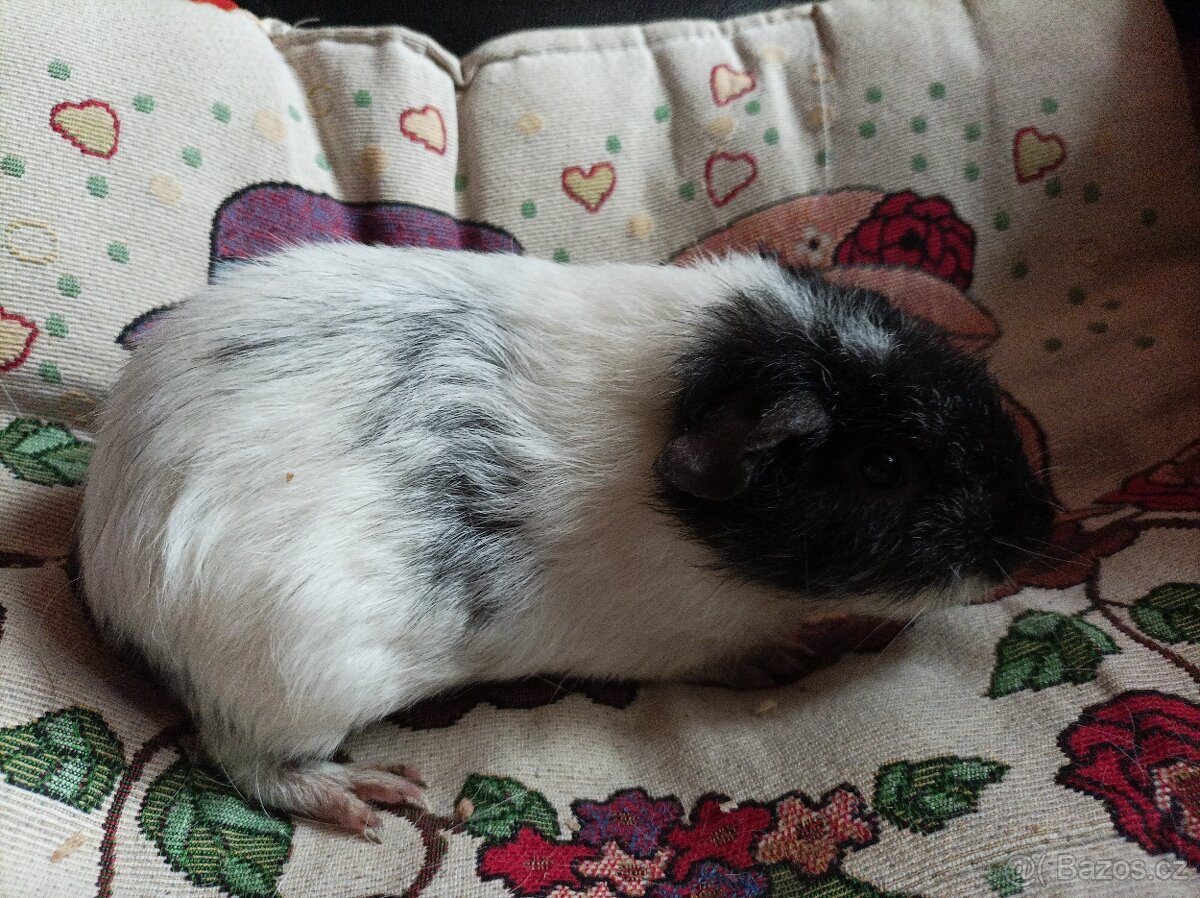 Morčátka krátkosrstá - dalmatýni - 3