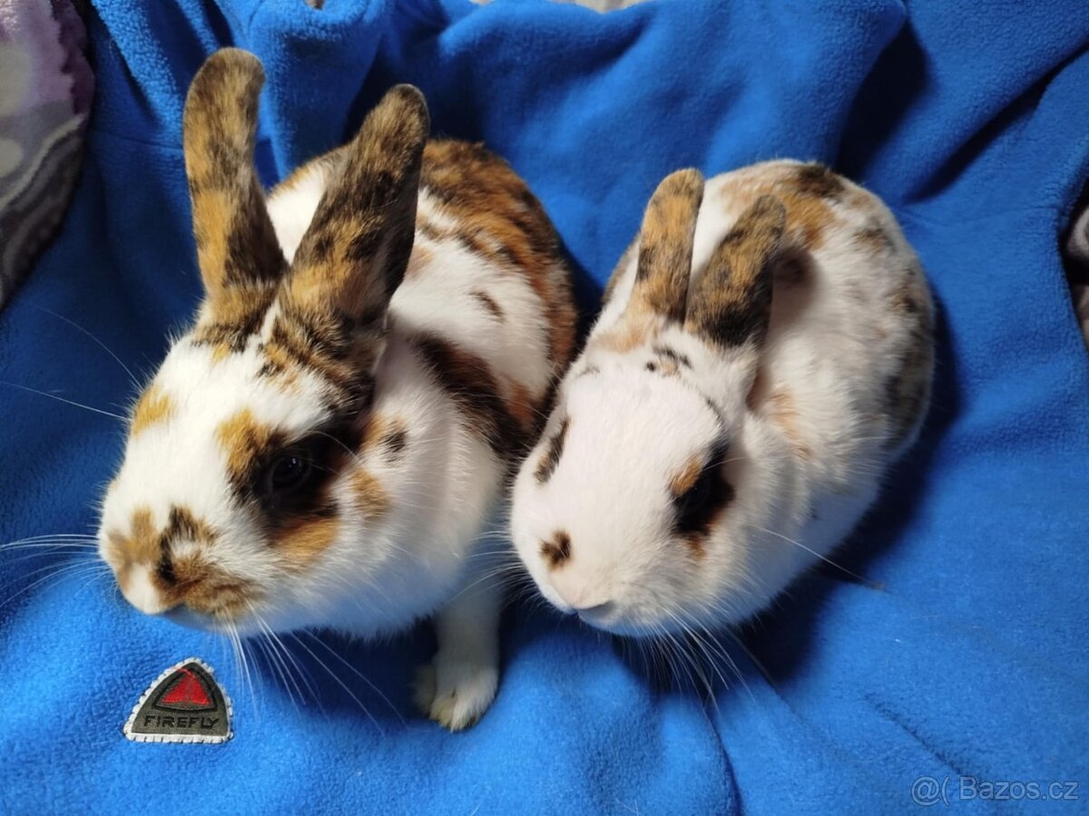 Nabízím zakrslé králíčky- hladké stáří 7 měsíců - 3