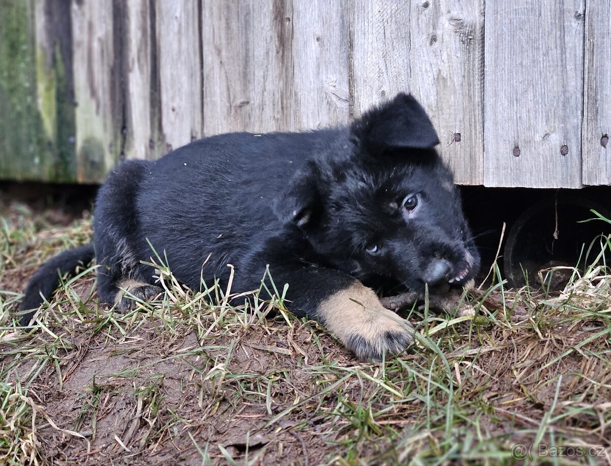 Německý ovčák štěňátka s PP - 3