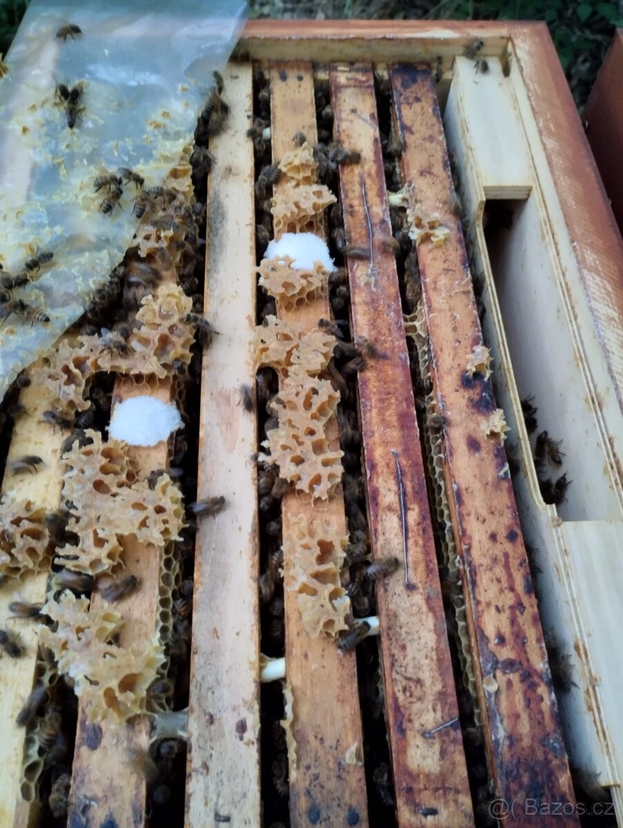 Oddělky v sezóně 2026 - Buckfast - 3